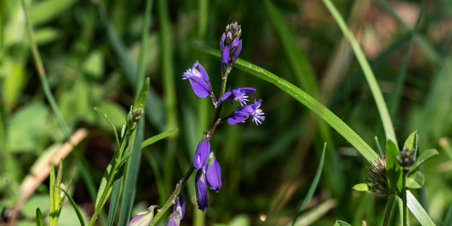 Gewöhnliche Kreuzblume