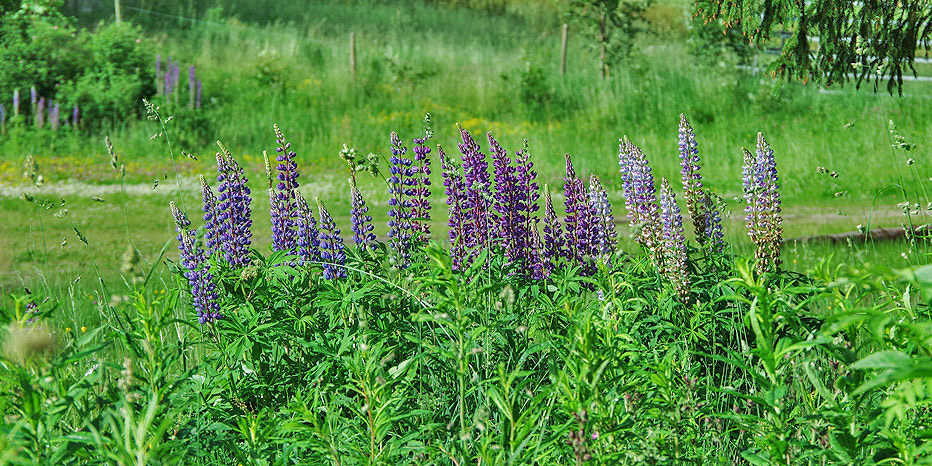 Vielblättrige Lupine