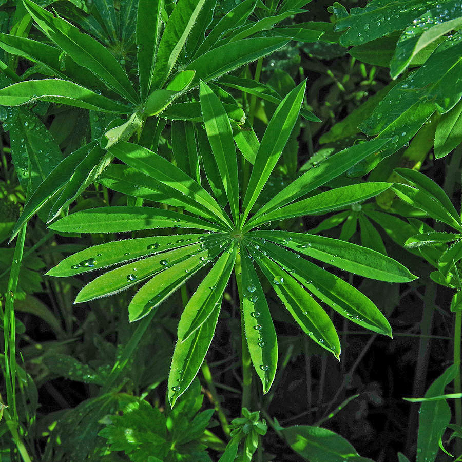 Vielblättrige Lupine