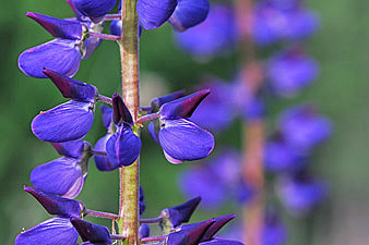 Vielblättrige Lupine