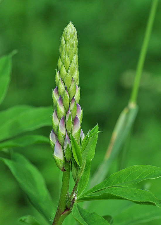 Vielblättrige Lupine