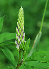 Vielblättrige Lupine