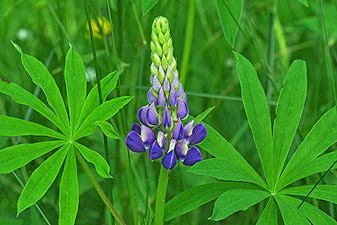 Vielblättrige Lupine