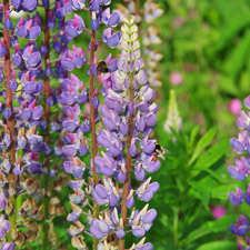 Vielblättrige Lupine