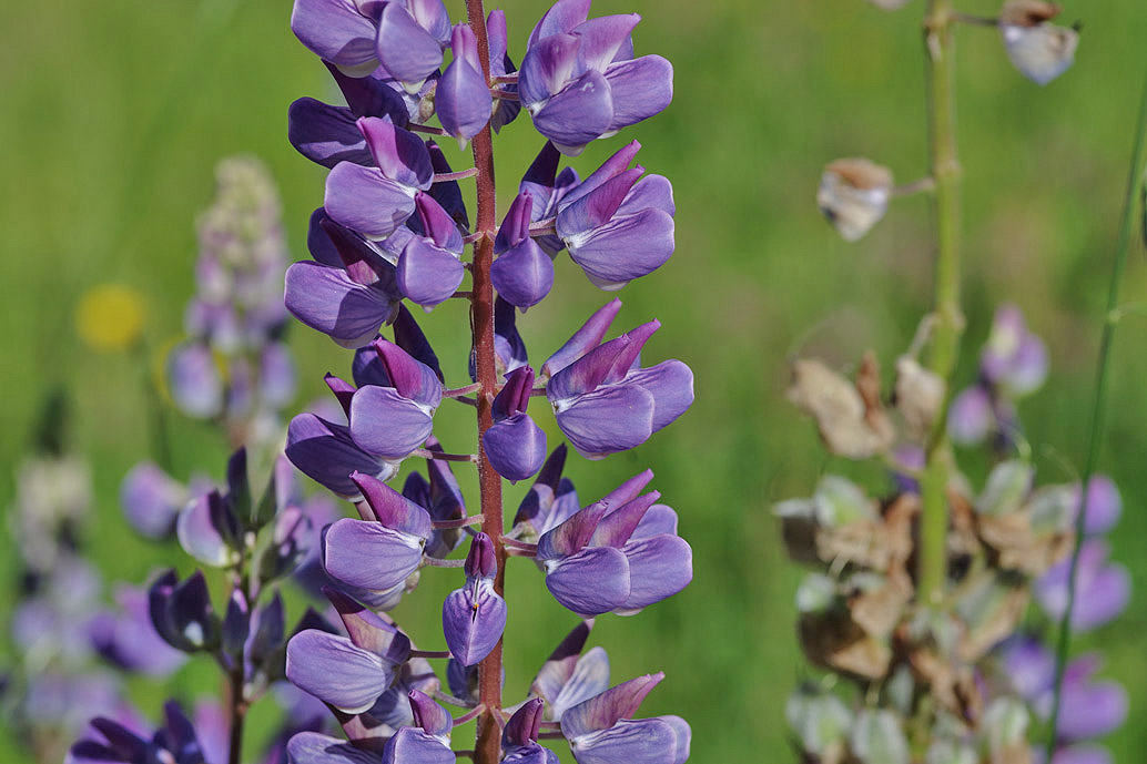 Vielblättrige Lupine