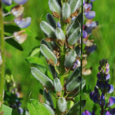 Vielblättrige Lupine