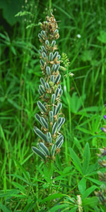 Vielblättrige Lupine