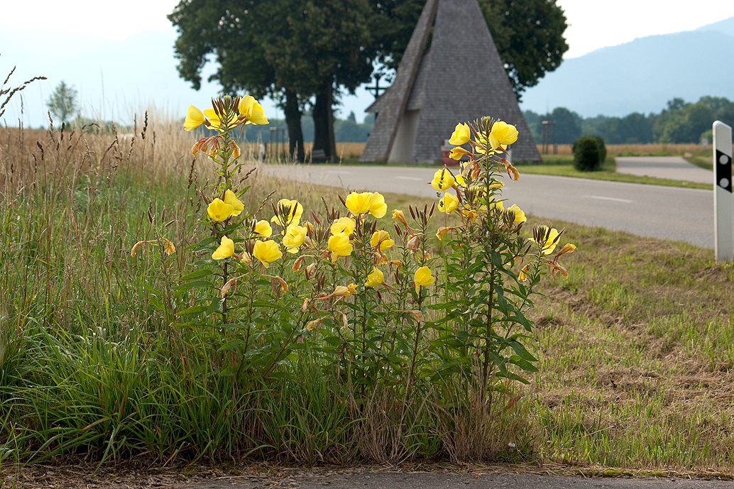 Rotkelchige Nachtkerze