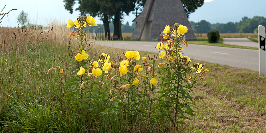 Rotkelchige Nachtkerze