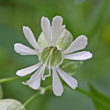 Taubenkropf-Leimkraut