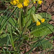 Wiesen-Schlüsselblume