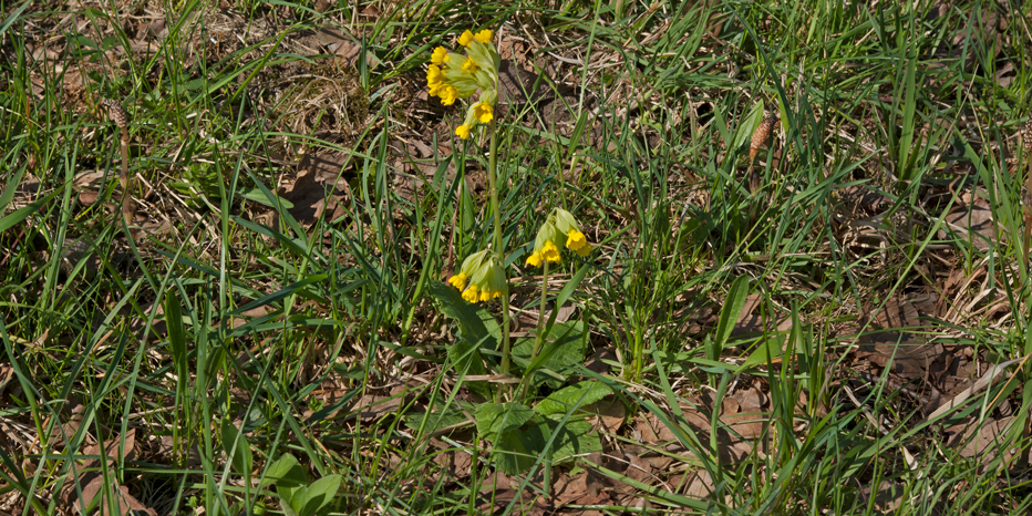 Wiesen-Schlüsselblume