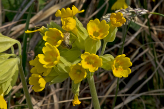 Wiesen-Schlüsselblume