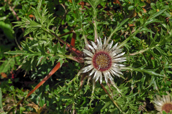 Silberdistel