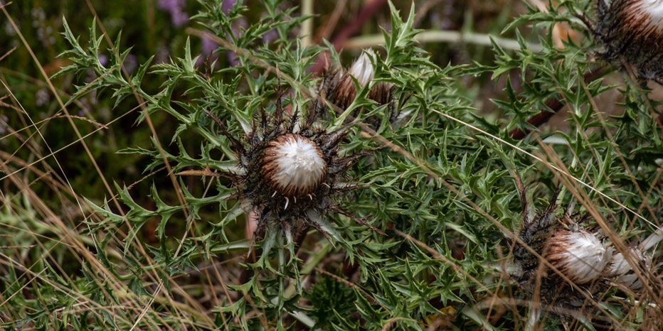 Silberdistel