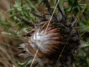 Silberdistel