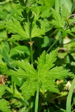 Wald-Storchschnabel