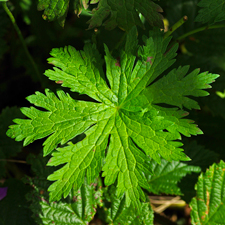 Wald-Storchschnabel