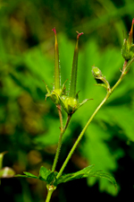 Wald-Storchschnabel