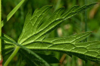 Wald-Storchschnabel