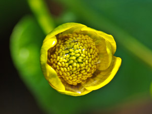 Sumpfdotterblume