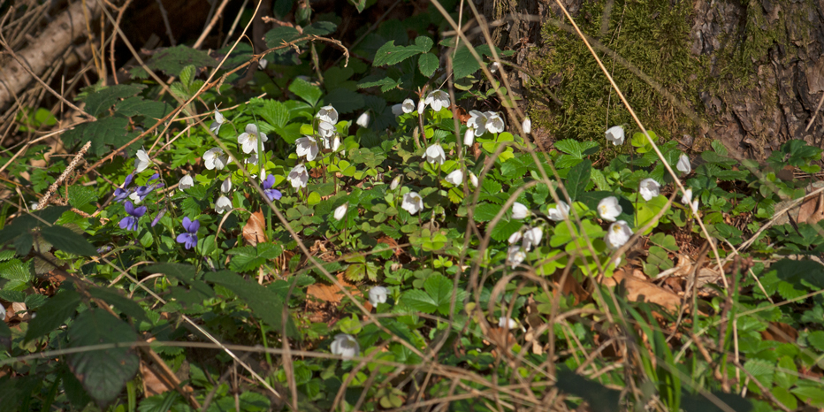 Wald-Sauerklee