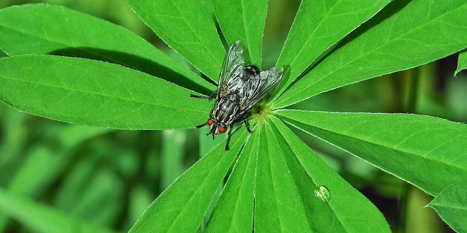 Graue Fleischfliege