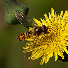 Heinschwebefliege