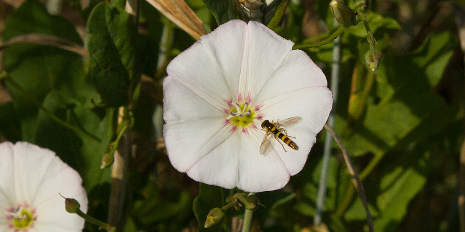 Langbauchschwebefliege