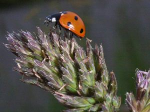 Marienkäfer