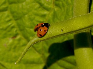 Marienkäfer