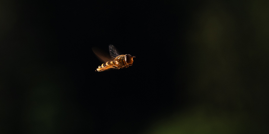 Große Schwebefliege