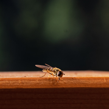 Große Schwebefliege