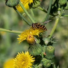 Große Schwebefliege