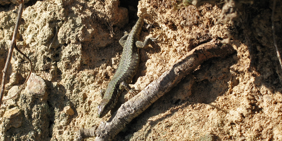 Gartenkreuzspinne