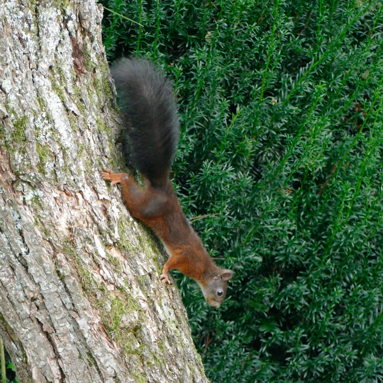 Eichhörnchen