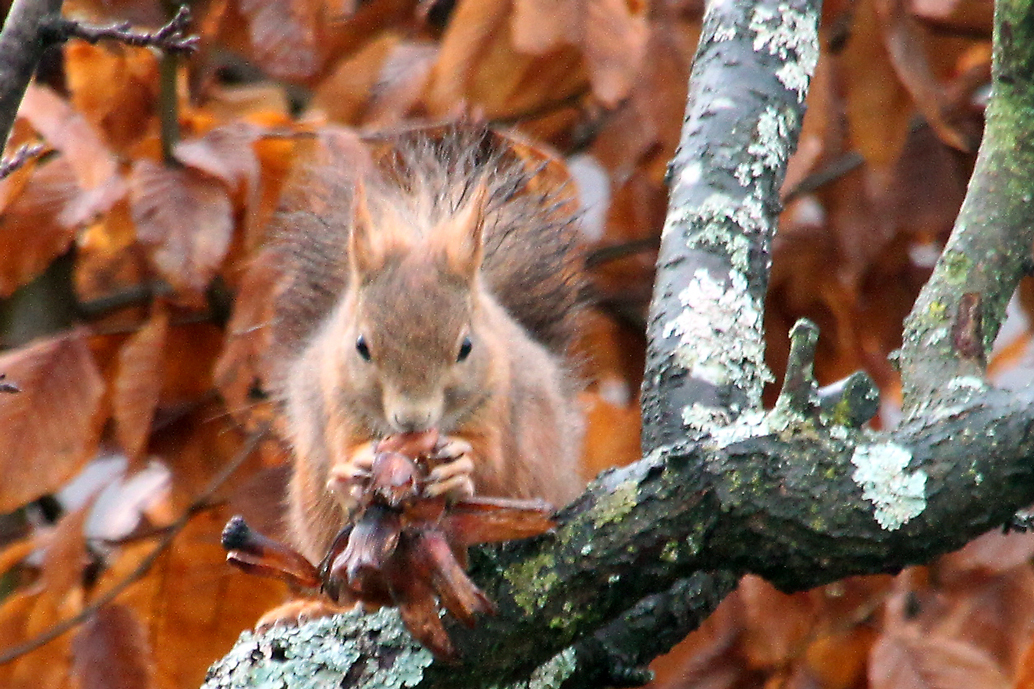 Eichhörnchen