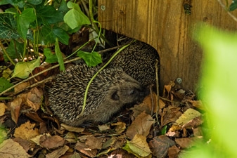 Igel