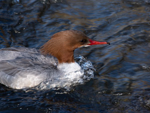 Gänsesäger