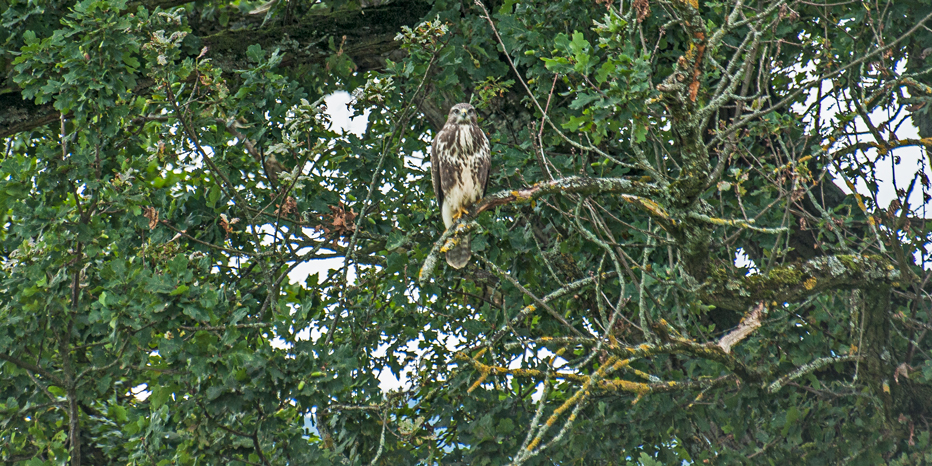 Mäusebussard