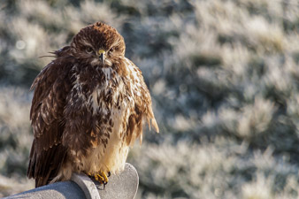 Mäusebussard