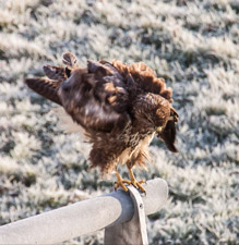 Mäusebussard