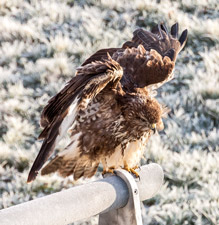 Mäusebussard