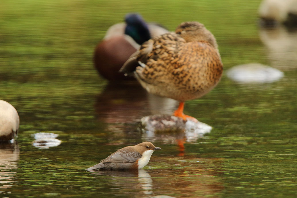 Wasseramsel