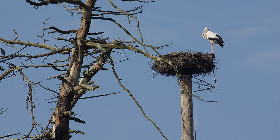 Weißstorch