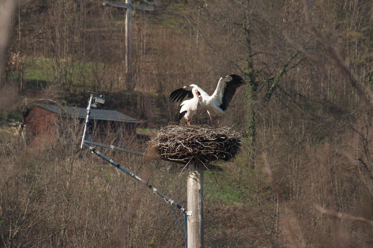 Weißstorch